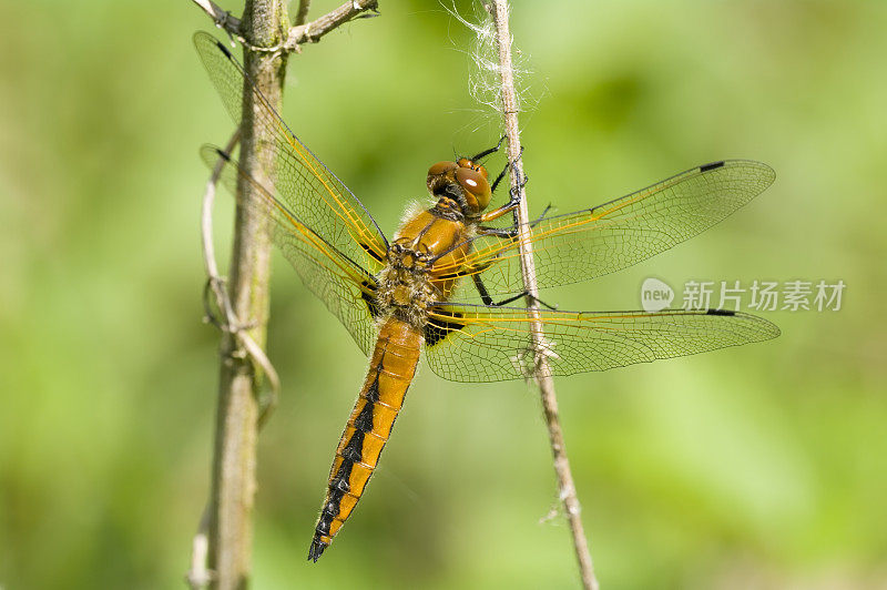 蓝色追逐者(Libellula fulva)雌性